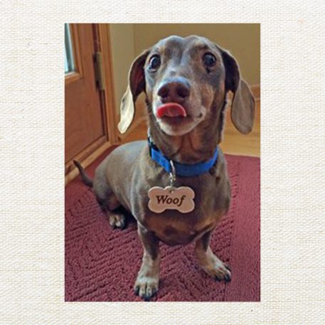Pet Tags - Image 10